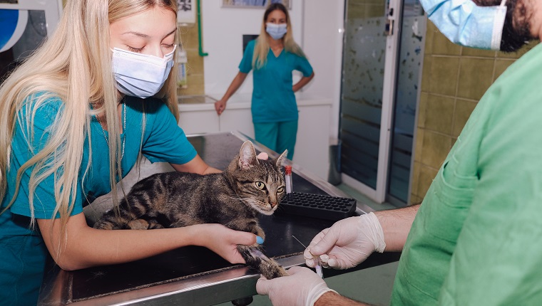 Tierärzte nehmen einer Katze in einer Tierklinik Blut ab.  Arzt mit Nadel und zwei Technikerinnen assistieren