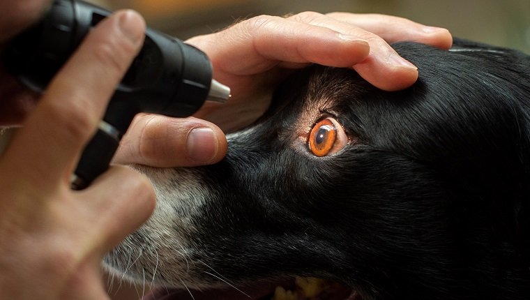 A Border Collie dog gets its eyes checked during an exam.