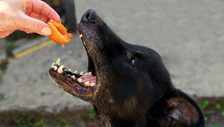 Ein Hund möchte eine reife orangefarbene Aprikose aus der Hand einer Frau fressen