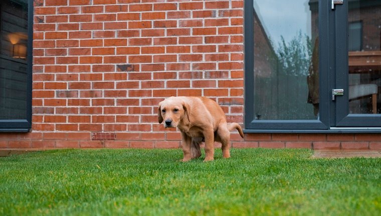 A low angle shot of a Fox Red Labrador puppy pooping in his garden.