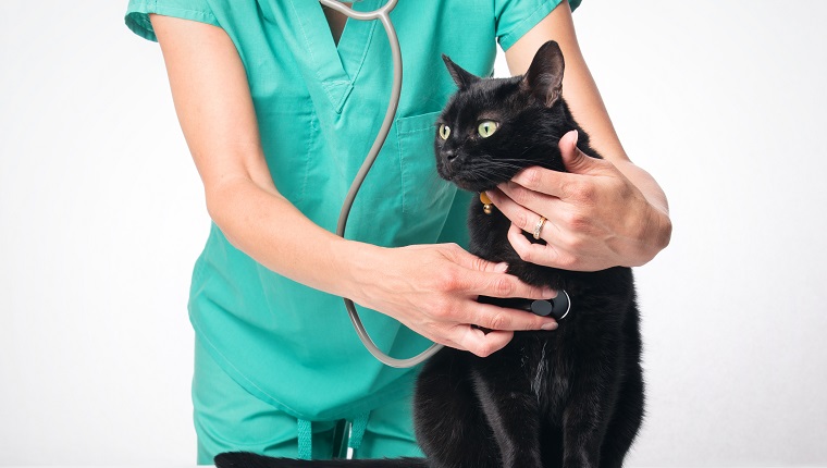 Eine schwarze Katze wird von einem Tierarzt untersucht.