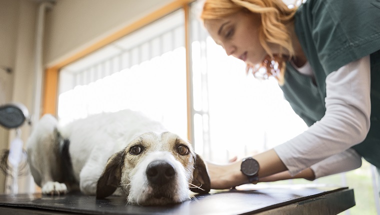 Tierarzt überprüft Hund