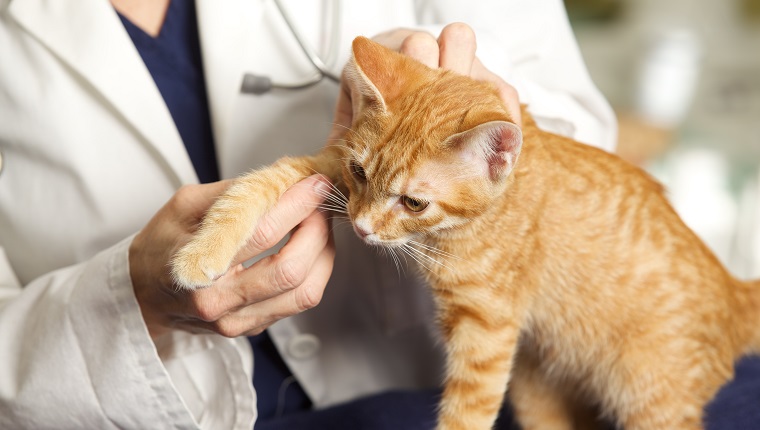 Eine Nahaufnahme der Hand einer Tierärztin, während sie das Bein eines Kätzchens in ihrem Untersuchungsraum untersucht