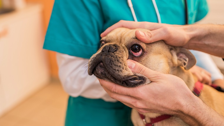 Tierarzt überprüft die Augengesundheit junger französischer Bulldoggen.