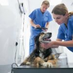 Vets wearing surgical scrubs weighing small dog in veterinary surgery practice, surface level view