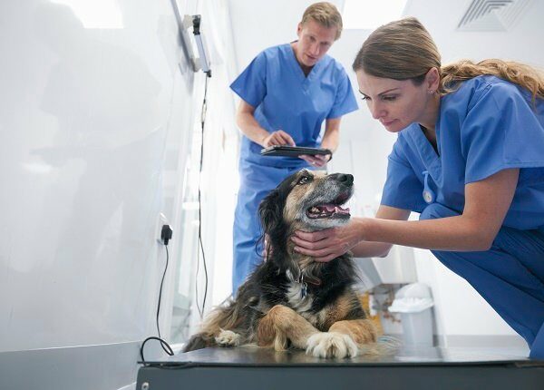Vets wearing surgical scrubs weighing small dog in veterinary surgery practice, surface level view