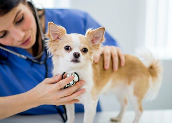 A vet is examining a chihuahua by listening to the dogs heartbeat.