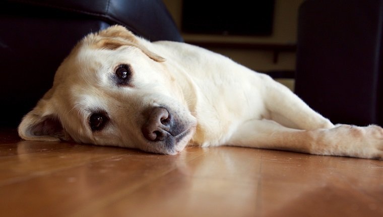 Old white labrador lying down on wooden floor and looking at you