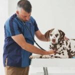 Caucasian veterinarian listening to chest of dog