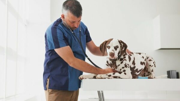 Caucasian veterinarian listening to chest of dog