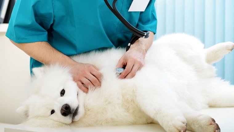 Samoyed-Hund bei der Untersuchung durch einen Tierarzt