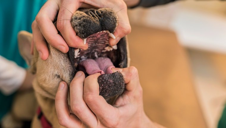Veterinarian checking young French Bulldogs teeth. Close-up.