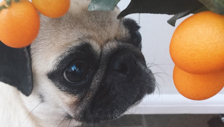 Mops-Welpe mit süßem Gesicht neben einer Pflanze aus kleinen chinesischen Orangen oder Kumquats.  Haustierporträt