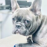 Apprehensive French Bulldog at veterinary clinic