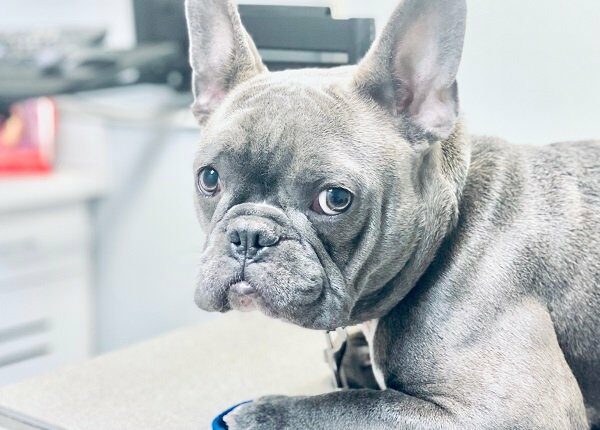 Apprehensive French Bulldog at veterinary clinic