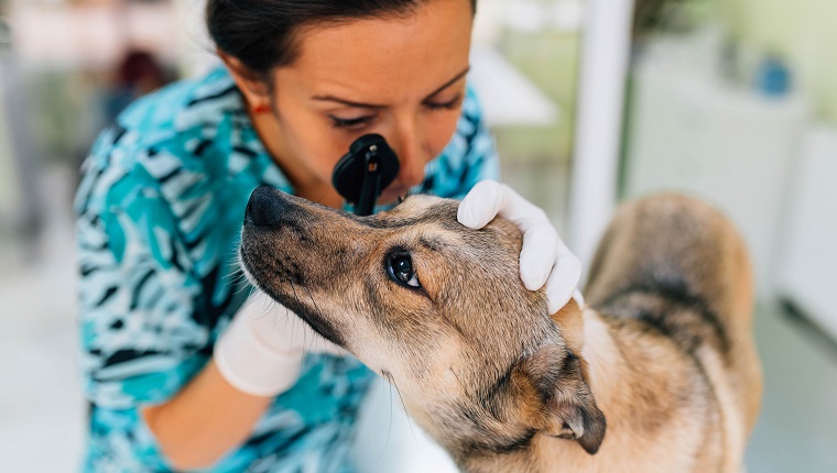Der Tierarzt überprüft die Augen des Hundes mit medizinischen Geräten.