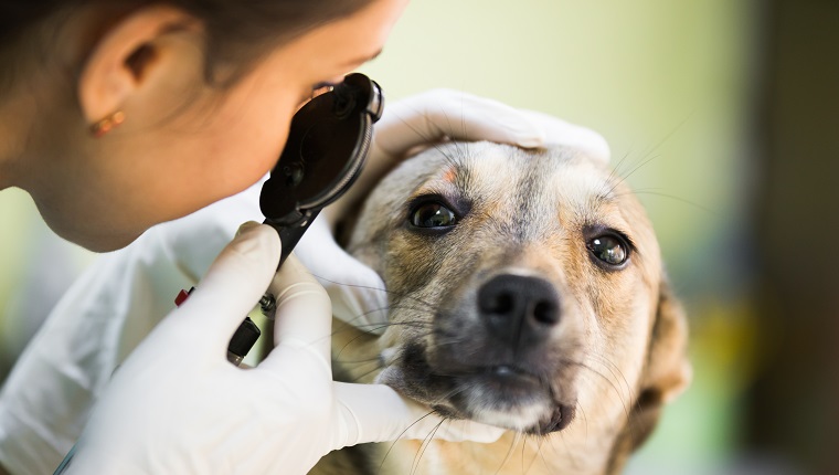 Nahaufnahme eines Hundes mit Sichtproblemen bei einer Hundekontrolle im Veterinäramt