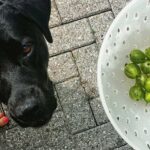 Low Section Of Woman Holding Gooseberries In Container By Black Labrador On Footpath