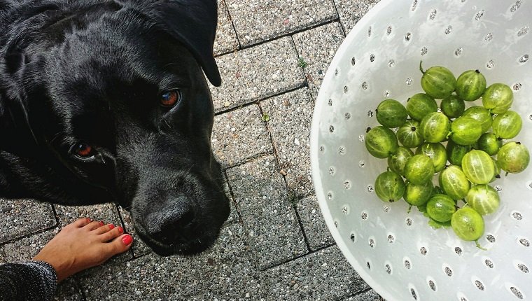 Low Section Of Woman Holding Gooseberries In Container By Black Labrador On Footpath