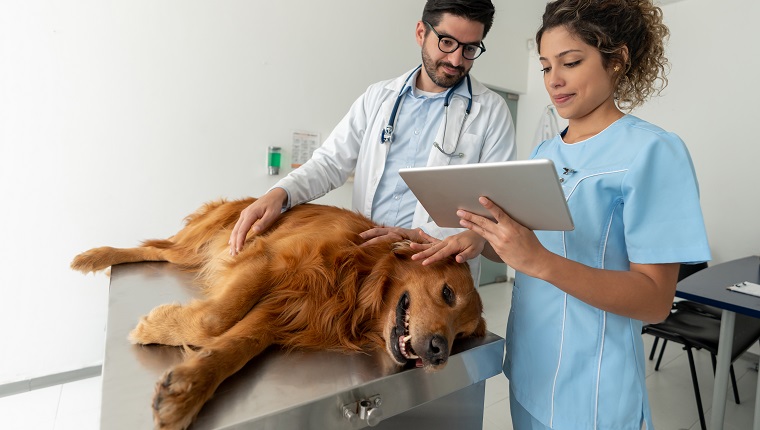 Ärzte untersuchen einen Hund in der Tierklinik mit einem Tablet-Computer – Tierpflegekonzepte