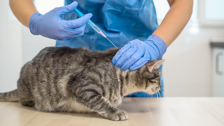 Tierärztin gibt einer grauen Katze eine Injektion