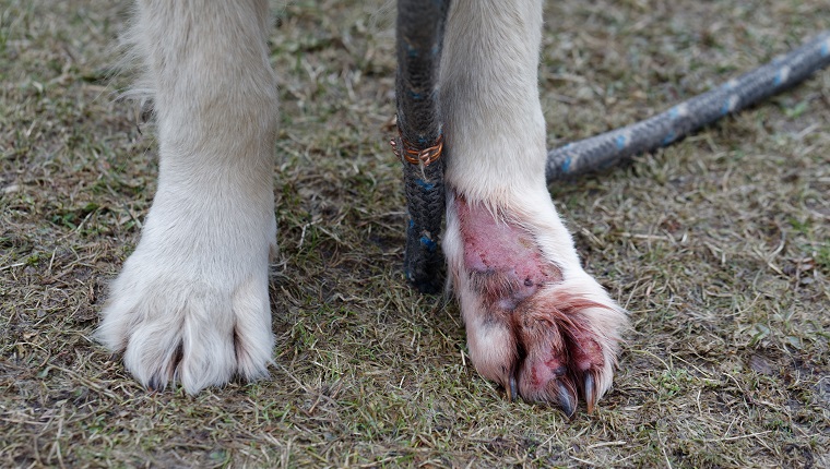 Dermatitis des Hundes, Golden Retriever.  Tierische Hautkrankheit.  Behandeln Sie eine Dermatitis-Infektion am Bein.