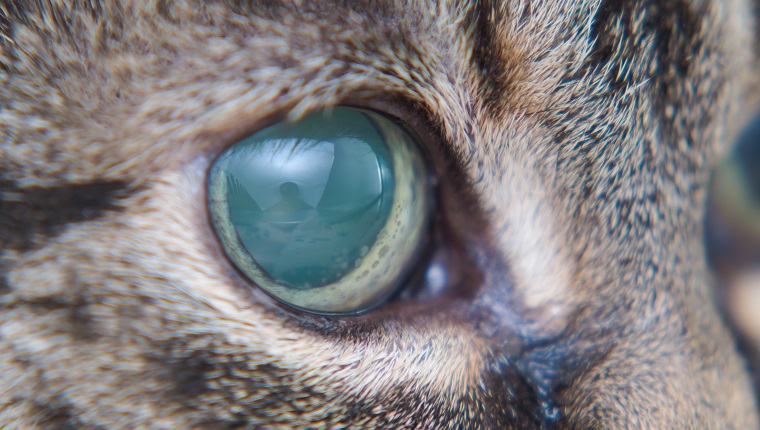 Akuter Glaukom bei erwachsener Katze, erhöhter Augeninnendruck und Blindheit bei Vorstellung,