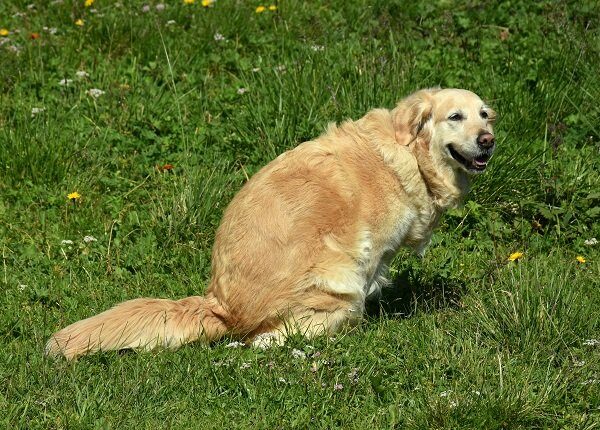 Happy purebred golden retriever pooping while looking at camera in Val Gardena, South Tyrol, Italy, a UNESCO heritage site