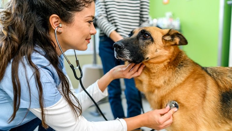Weibliche Tierärztin, die den Hund in der Tierklinik untersucht.  Tierarzt mit Hund und Besitzer.