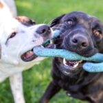 7 hundefreundliche Hunderassen, die mit anderen Welpen auskommen
