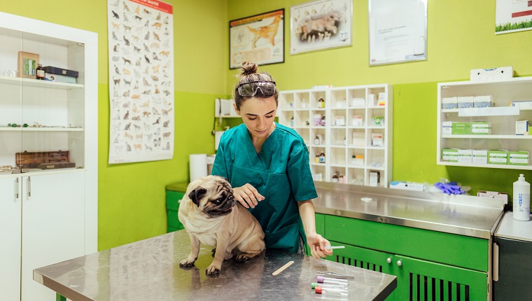 Junge Krankenschwester, die sich um den Hund in einem Krankenhaus kümmert