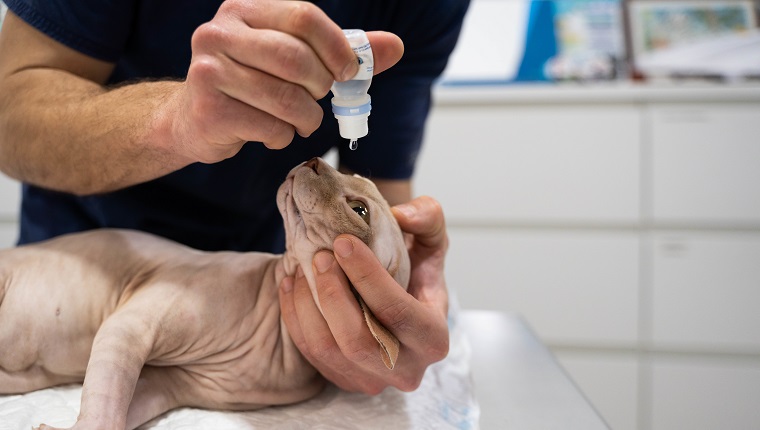 Nicht erkennbares Veterinärpersonal injiziert Augentropfen in die Augen einer Sphinx-Katze, um sie nach der Sedierung mit Feuchtigkeit zu versorgen.