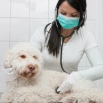 Young veterinarian examining dog with stethoscope in clinic
