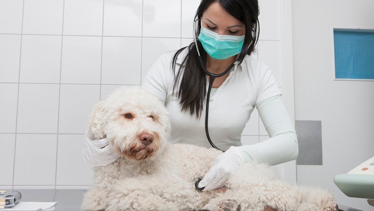 Young veterinarian examining dog with stethoscope in clinic