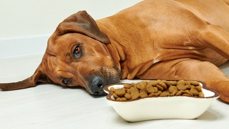 Kranker oder trauriger Rhodesian Ridgeback Hund, der neben einer Schüssel voller Trockenfutter auf dem Boden liegt und sich weigert zu essen, kein Appetit