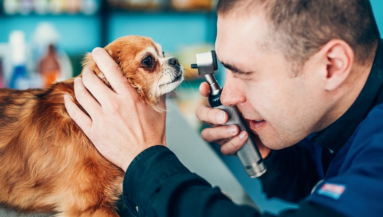 Seitenansicht des Tierarztes, der das Auge des Hundes durch das Ophthalmoskop untersucht.