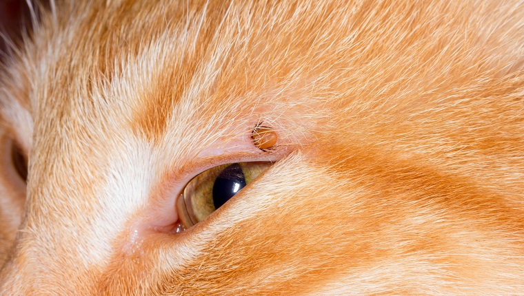 Milben-Blutsauger stecken im Augenlid einer roten Katze