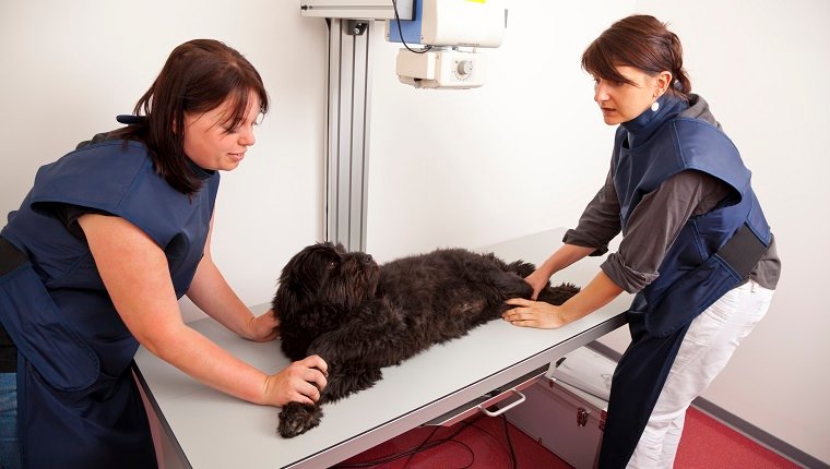 Ein Tierarzt bereitet einen Hund für eine Röntgenuntersuchung vor