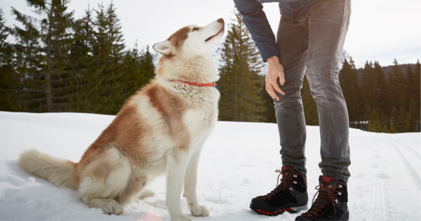 6 Winter-Sicherheitstipps für Hunde mit aktivem Lebensstil