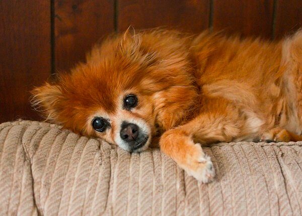 Senior dog laying on couch. Small dog is a Pomeranian dog, pampered pet. Conceptual image for sadness, depression and loneliness.