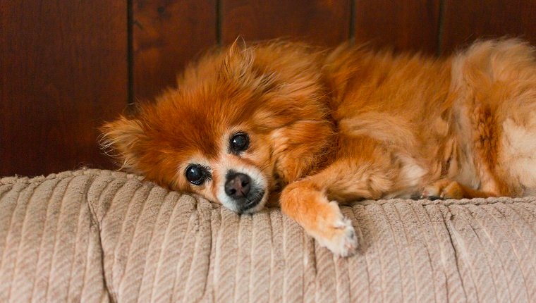 Senior dog laying on couch. Small dog is a Pomeranian dog, pampered pet. Conceptual image for sadness, depression and loneliness.