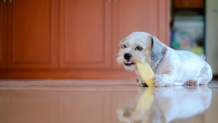 Süßer weißer, kurzhaariger Shih-tzu-Hund nagt gerne an einem Mangosamen zu Hause für das Haustierkonzept