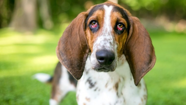 Ein Basset Hound-Hund mit Ektropium oder herabhängenden Augenlidern