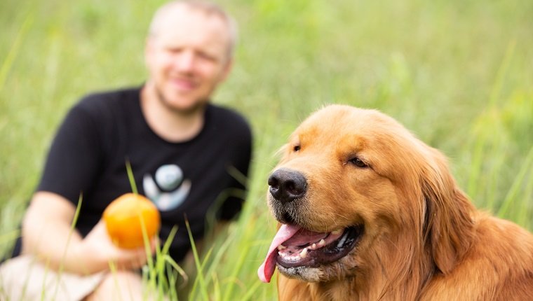 Gold retriever dog relaxing in front of caucasian hipster with papaya, dog, relaxing