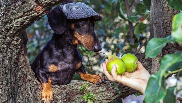 portrait of a dog (puppy) in a cap, breed dachshund black tan, in a vegetable garden looks at a hand with pears. Harvesting