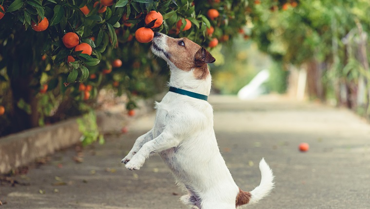 Jack Russell Terrier, der sich aufrichtet, um Mandarine zu bekommen