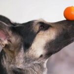 The portrait of a young East European Shepherd dog posing indoors holding an orange tangerine on its nose