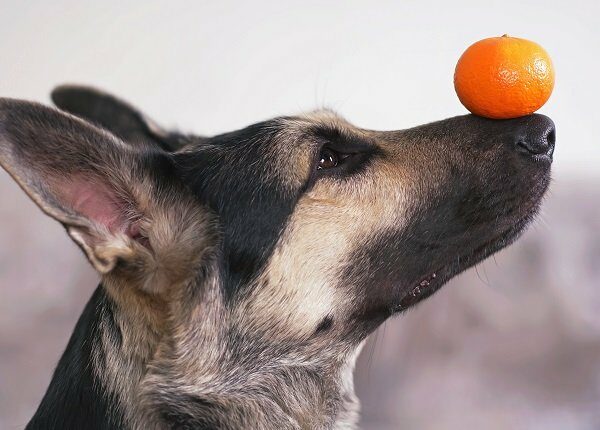 The portrait of a young East European Shepherd dog posing indoors holding an orange tangerine on its nose