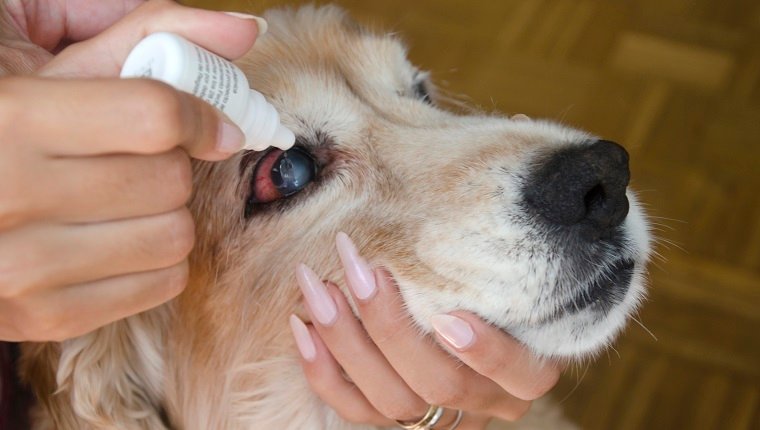 Frauen tröpfeln einen therapeutischen Tropfen in die Augen eines Hundes ein