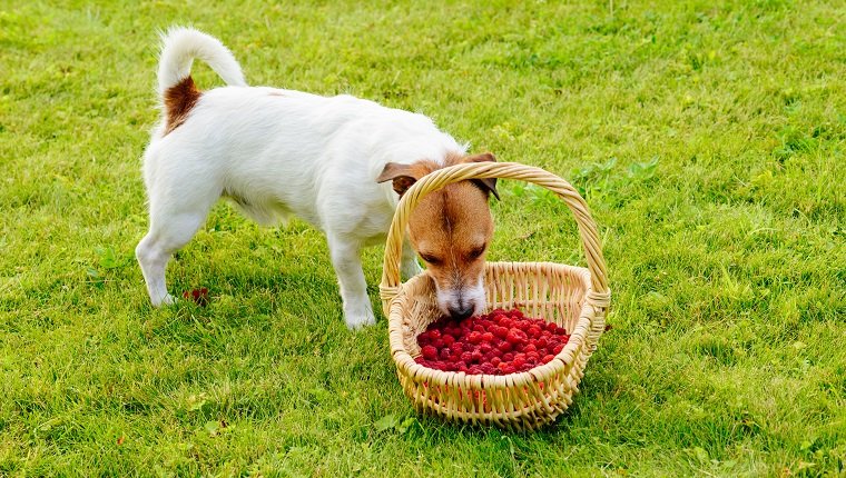 Jack Russell Terrier stiehlt Beeren